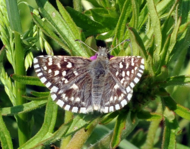 Pyrgus sp. ?